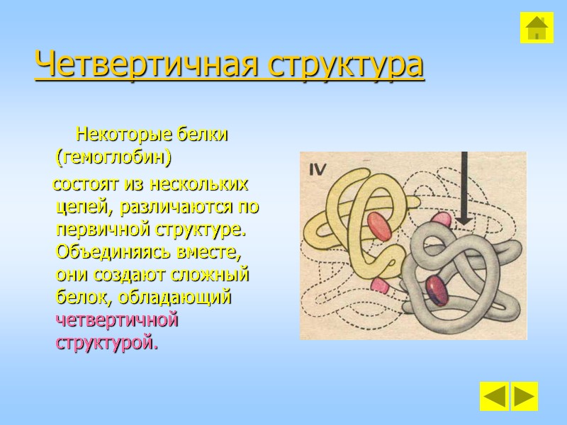 Четвертичная структура        Некоторые белки (гемоглобин)  